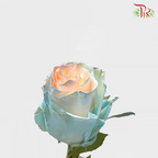 Ceres Rose - Jelly Fish 2 (10 stems) - Pudu Ria Florist