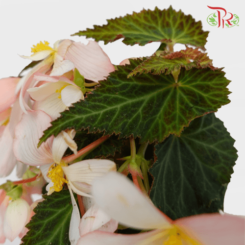 Begonia Waterfall Pearl Fall《珍珠粉秋海棠》 - Pudu Ria Florist