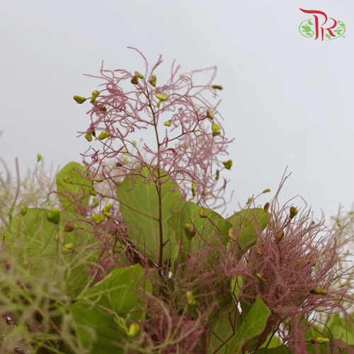 Cotinus - (5 Stems) - Pudu Ria Florist