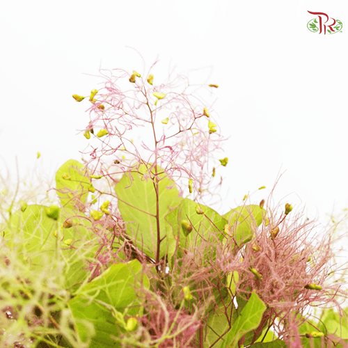 Cotinus - (Per Bunch) - Pudu Ria Florist
