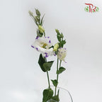 Eustoma - Solo Blue Picotee (10 Stems) - Pudu Ria Florist
