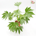 Fatsia 《八角金盤》-Pudu Ria Florist-prflorist.com.my