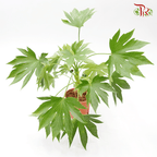 Fatsia 《八角金盤》-Pudu Ria Florist-prflorist.com.my