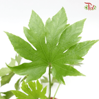 Fatsia 《八角金盤》-Pudu Ria Florist-prflorist.com.my