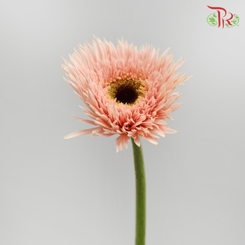 Gerbera Gemini / Pasta - Pink (9-10 Stems) - Pudu Ria Florist