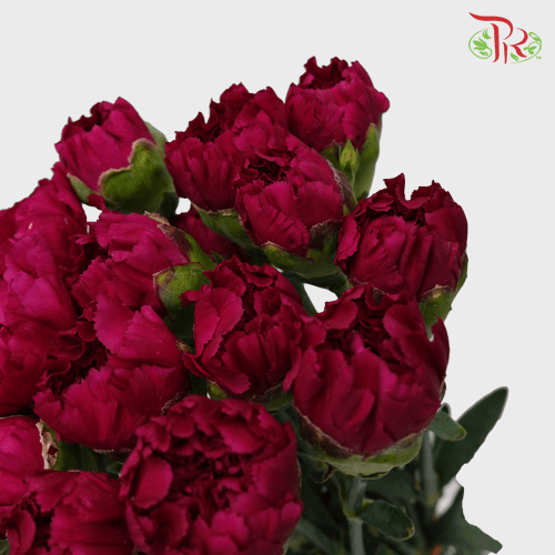 Carnation - Purple (18-20 Stems) - Pudu Ria Florist