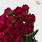 Carnation - Purple (18-20 Stems) - Pudu Ria Florist