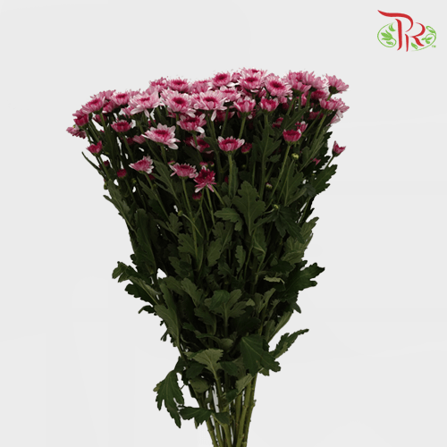 Chrysanthemum Pompom - Dante Two Tone Purple (12 Stems) - Pudu Ria Florist