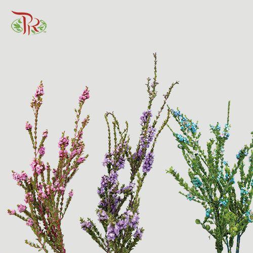 Snowflake Double (Dyed) - Pudu Ria Florist