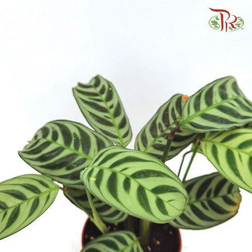 Ctenanthe Burle-marx 《柳眉竹芋》 - Pudu Ria Florist
