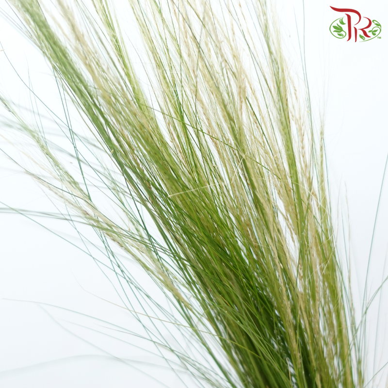 Feather Grass - (Per Bunch)-China-prflorist.com.my