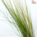 Feather Grass - (Per Bunch)-China-prflorist.com.my