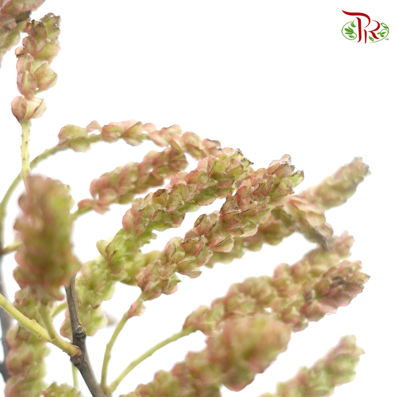 Feng Qiu Hua - Light Brown (Per Bunch)-Brown-China-prflorist.com.my