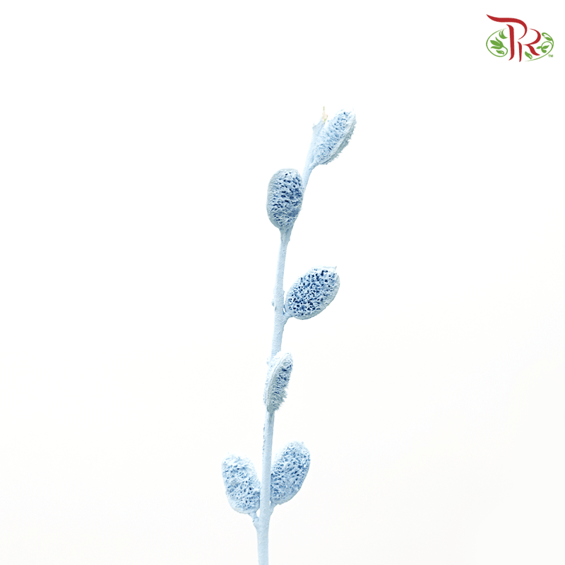 Preserved Fibigia