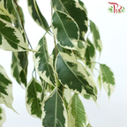 Ficus Benjamina (2 Tones) - (Per Bunch)-Malaysia-prflorist.com.my