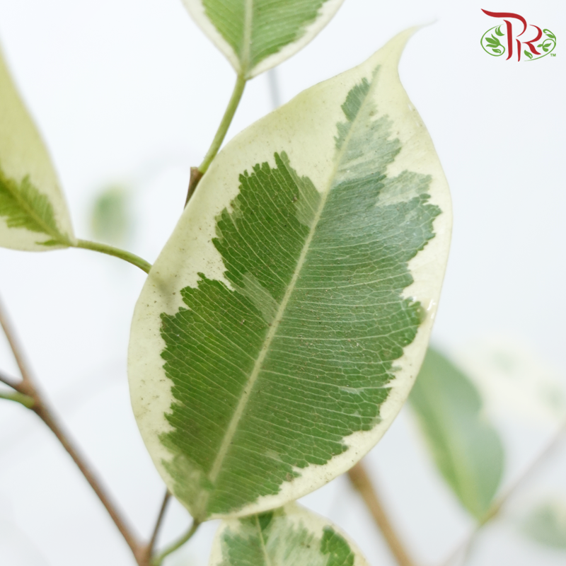 Ficus Benjamina (2 Tones) - (Per Bunch)-Malaysia-prflorist.com.my