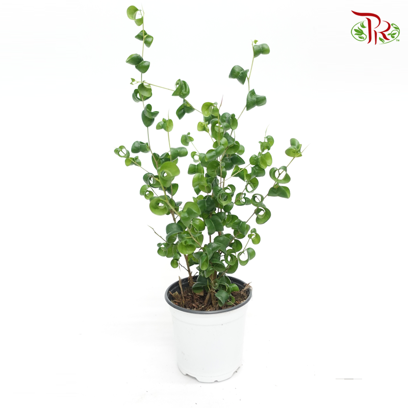 Ficus Benjamina Barok 《捲葉榕》-Pudu Ria Florist-prflorist.com.my