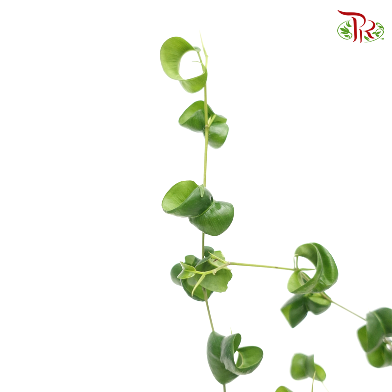 Ficus Benjamina Barok 《捲葉榕》-Pudu Ria Florist-prflorist.com.my