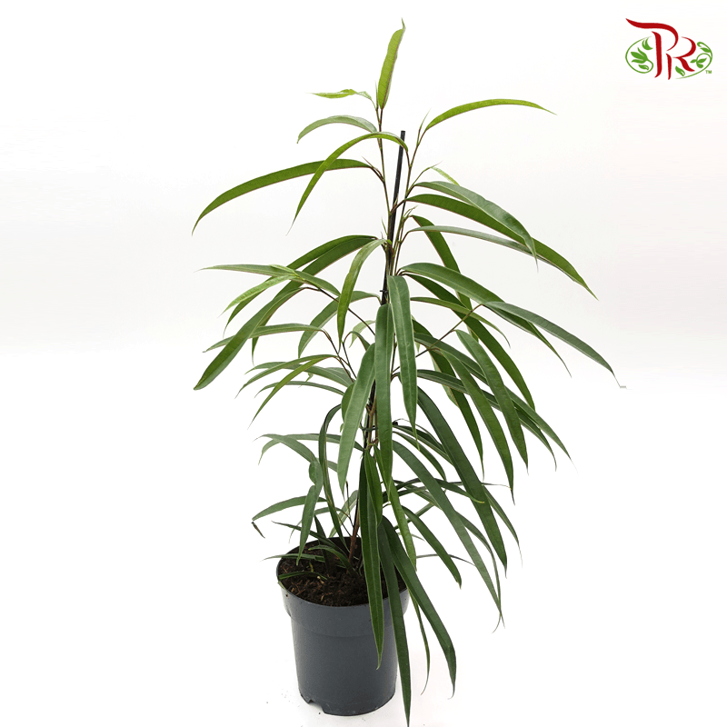 Ficus Binnendijkii Alii 《亞里垂榕》