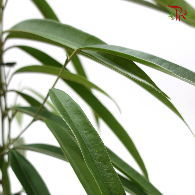 Ficus Binnendijkii Alii 《亞里垂榕》