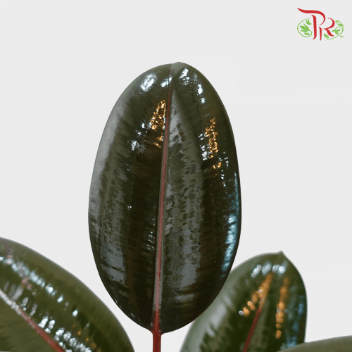 Ficus Burgundy《印度榕》-Pudu Ria Florist-prflorist.com.my