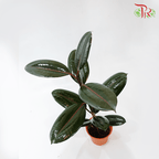 Ficus Burgundy《印度榕》-Pudu Ria Florist-prflorist.com.my