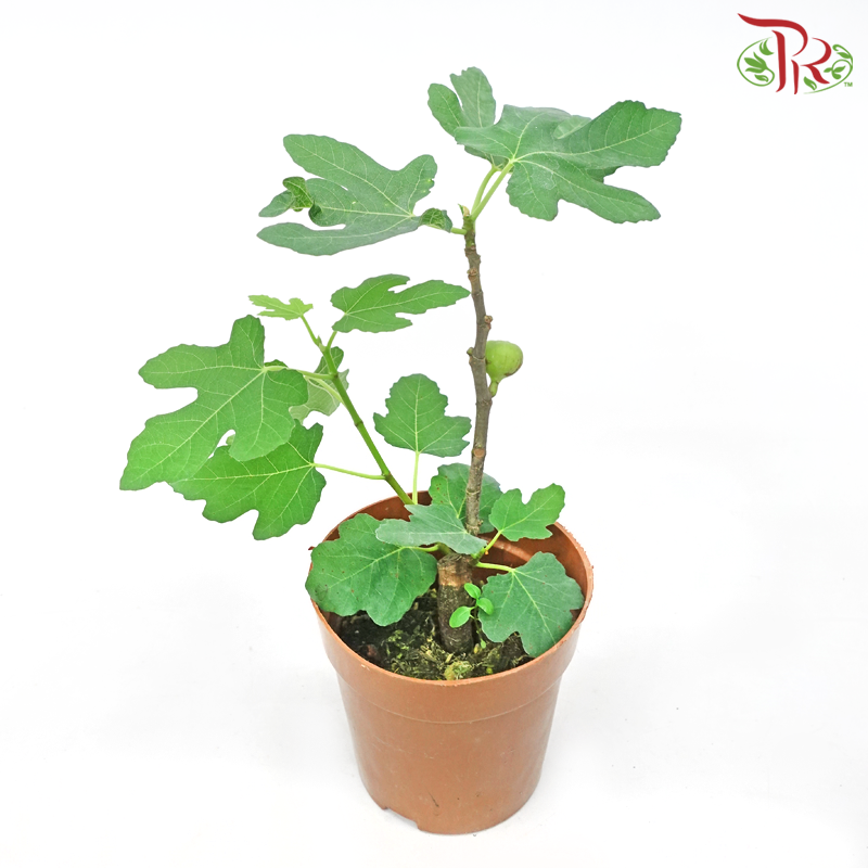 Ficus Carica《无花果》