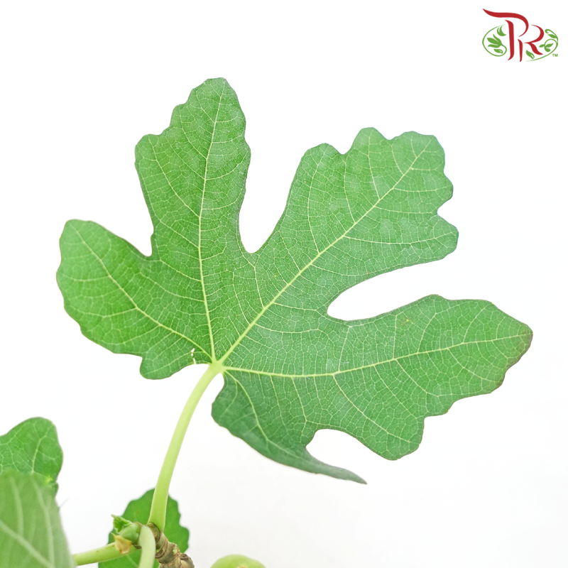 Ficus Carica《无花果》