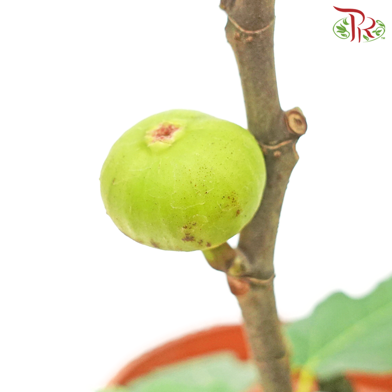 Ficus Carica《无花果》
