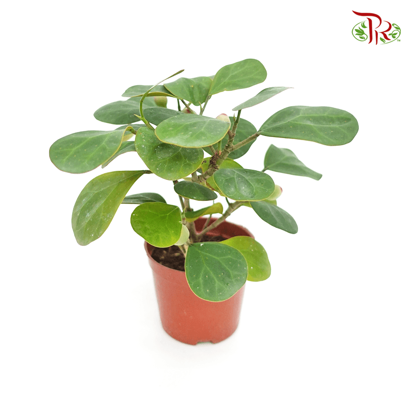 Ficus Deltoidea《金卓葉/ 小盼菩提》