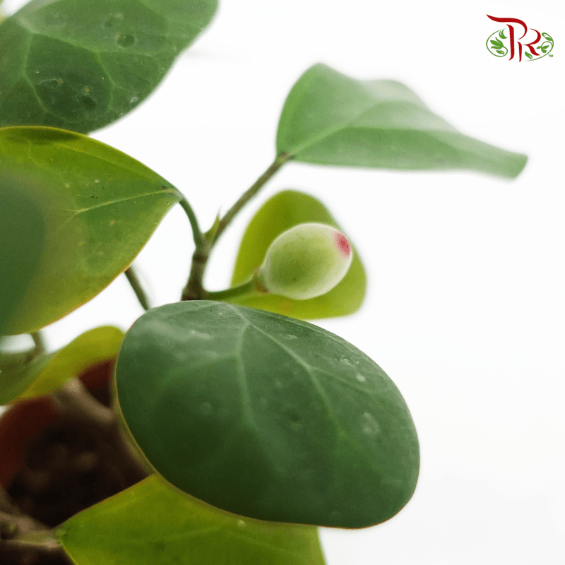 Ficus Deltoidea《金卓葉/ 小盼菩提》