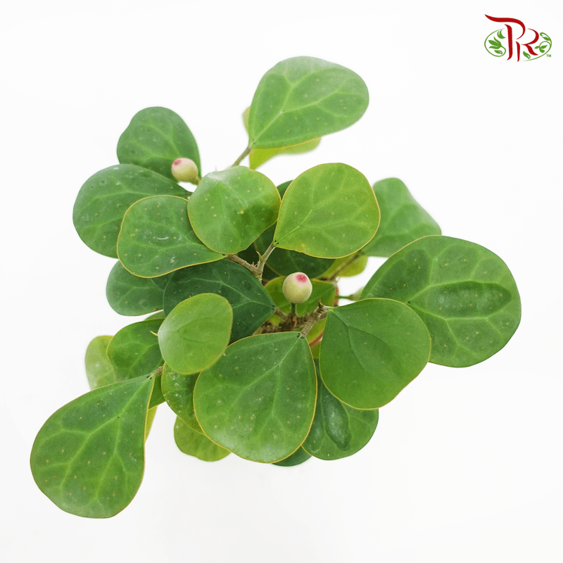 Ficus Deltoidea《金卓葉/ 小盼菩提》