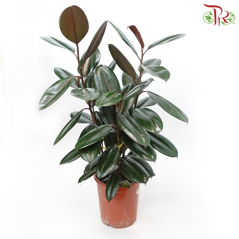 Ficus Elastica 3PP (90 - 100cm) 《印度榕》-Pudu Ria Florist-prflorist.com.my