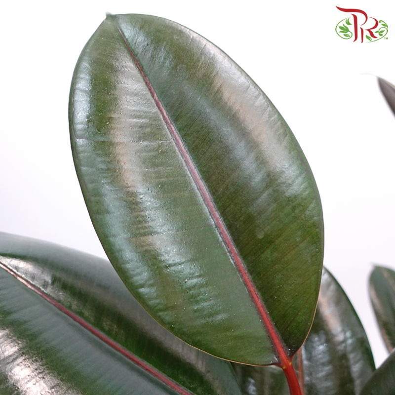 Ficus Elastica 3PP (90 - 100cm) 《印度榕》-Pudu Ria Florist-prflorist.com.my