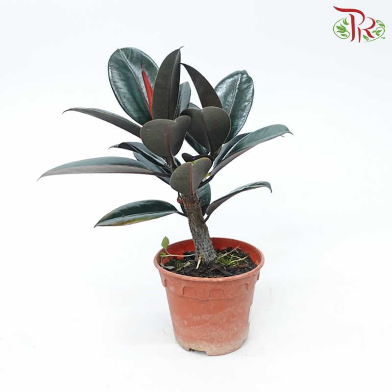 Ficus Elastica (Black) P150《印度榕》