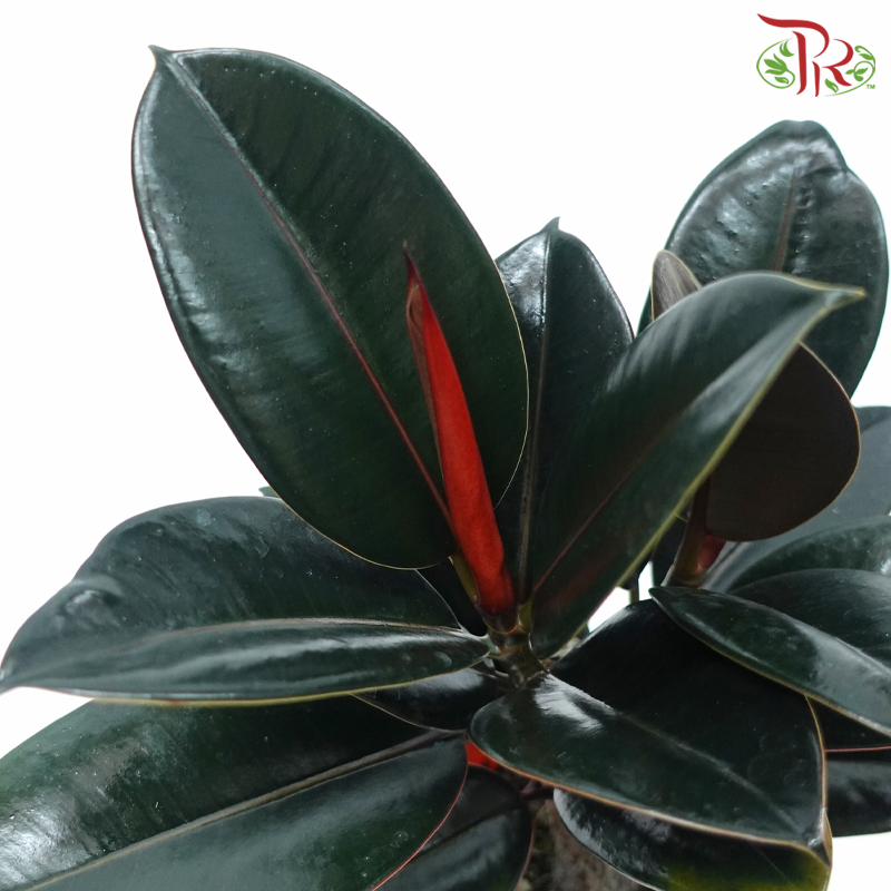 Ficus Elastica (Black) P150《印度榕》