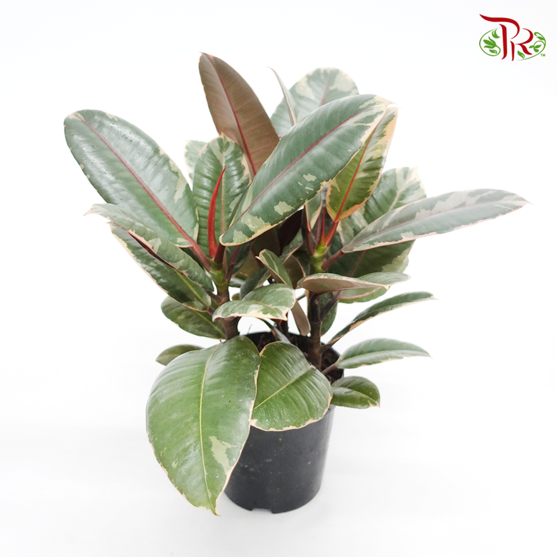 Ficus Elastica Ruby《斑叶橡胶树‍》-Pudu Ria Florist-prflorist.com.my