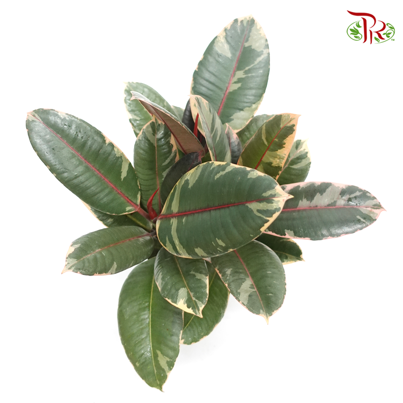 Ficus Elastica Ruby《斑叶橡胶树‍》-Pudu Ria Florist-prflorist.com.my
