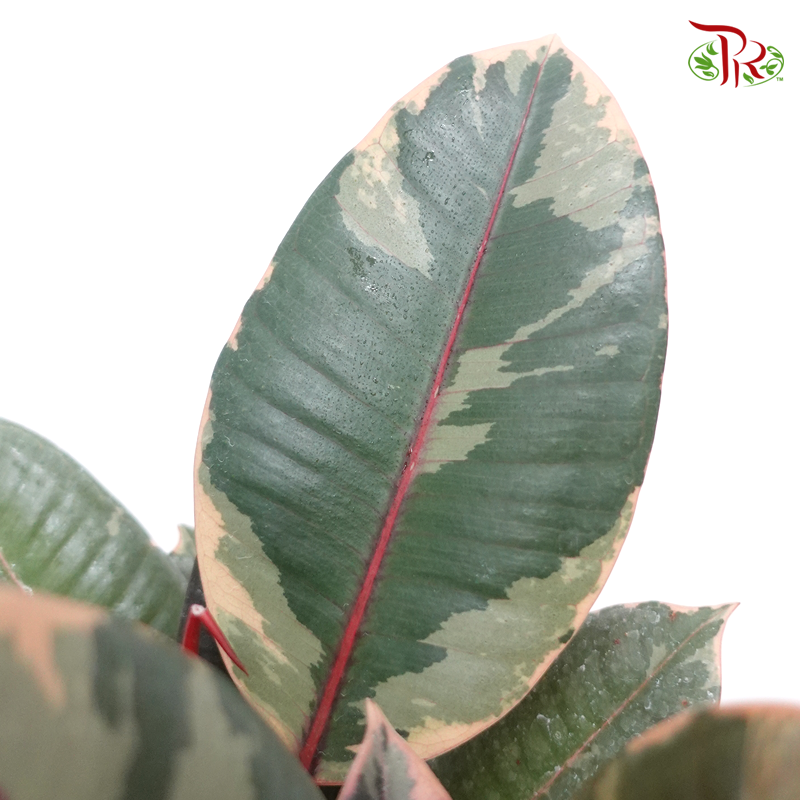 Ficus Elastica Ruby《斑叶橡胶树‍》-Pudu Ria Florist-prflorist.com.my