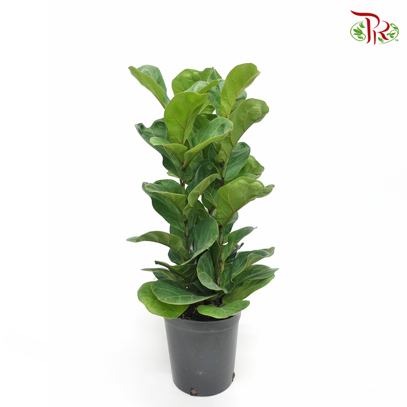 Ficus Lyrata (3 stems) 《琴叶榕‍》-Pudu Ria Florist-prflorist.com.my