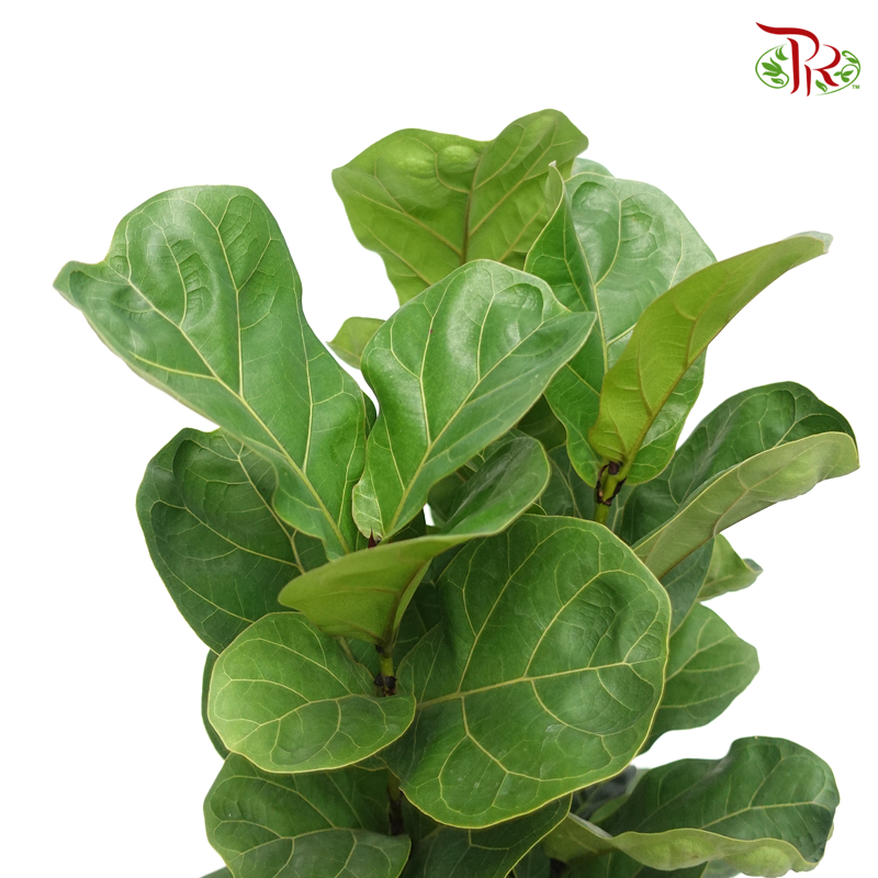 Ficus Lyrata (3 stems) 《琴叶榕‍》-Pudu Ria Florist-prflorist.com.my