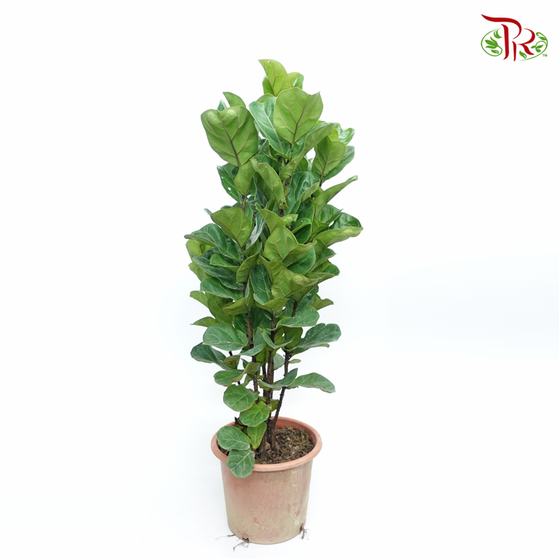 Ficus Lyrata (4 stems) 《琴叶榕‍》-Pudu Ria Florist-prflorist.com.my