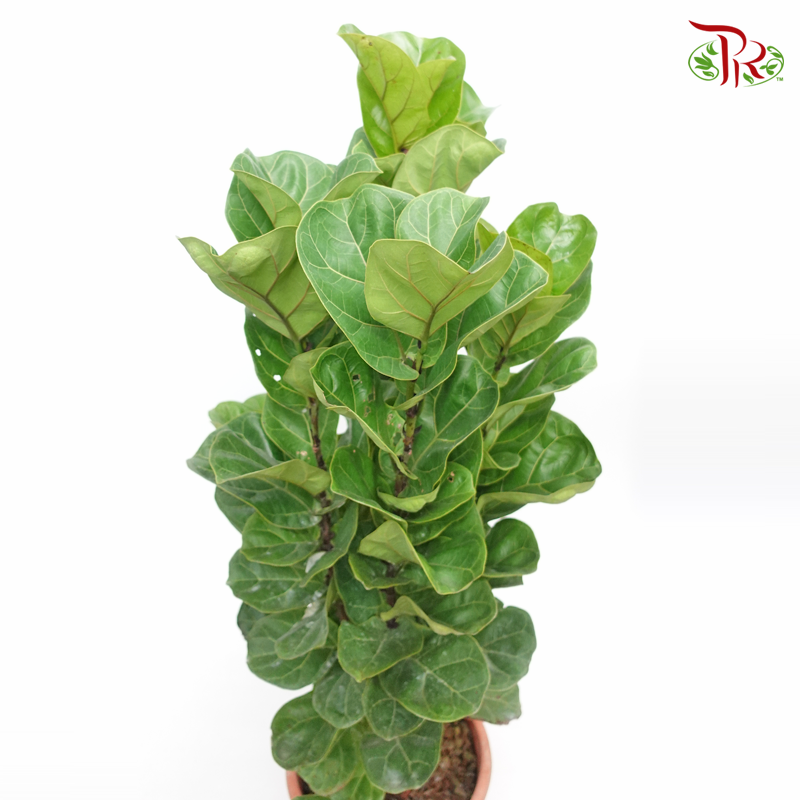 Ficus Lyrata (4 stems) 《琴叶榕‍》-Pudu Ria Florist-prflorist.com.my