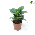 Ficus Lyrata Bambino P90《琴叶榕》-Pudu Ria Florist-prflorist.com.my