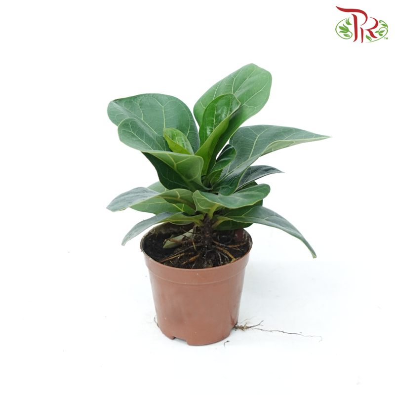 Ficus Lyrata Bambino P90《琴叶榕》-Pudu Ria Florist-prflorist.com.my