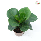 Ficus Lyrata Bambino P90《琴叶榕》-Pudu Ria Florist-prflorist.com.my