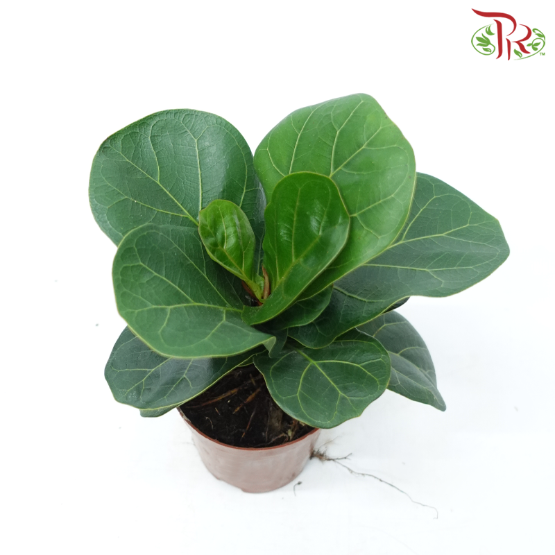 Ficus Lyrata Bambino P90《琴叶榕》-Pudu Ria Florist-prflorist.com.my