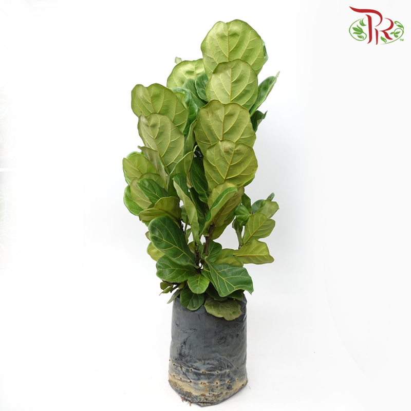 Ficus Lyrata Multi Stem (3'OH)《琴叶榕‍》