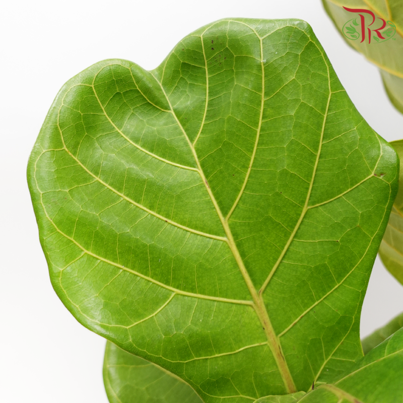 Ficus Lyrata Multi Stem (3'OH)《琴叶榕‍》