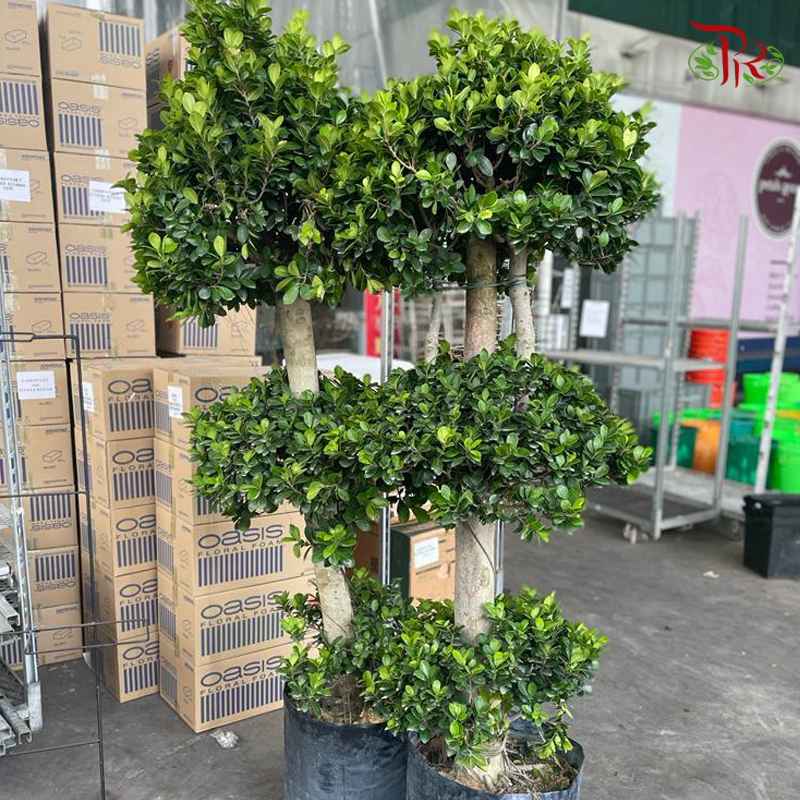 Ficus Microcarpa 3 Layers ▪ *in polybag* 《人参榕》-Pudu Ria Florist-prflorist.com.my
